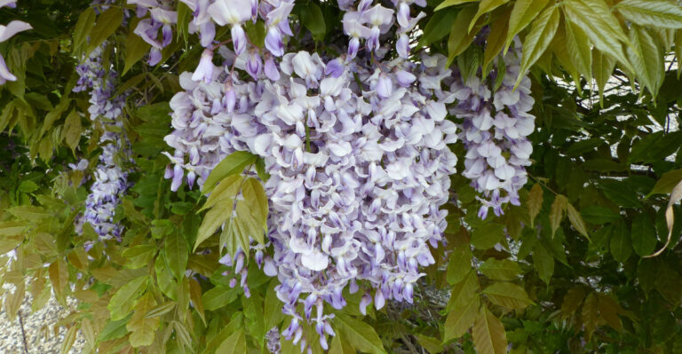 wisteria (featured image)
