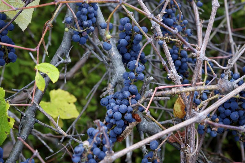 Native Grapevines Offer Food And Shelter