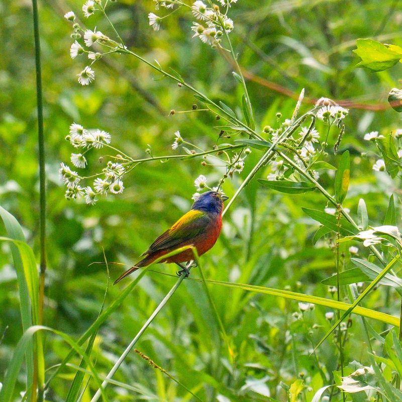 Native Grasses And Flowers Feed The Insects They Need Native Grasses And Flowers Feed The Insects They Need