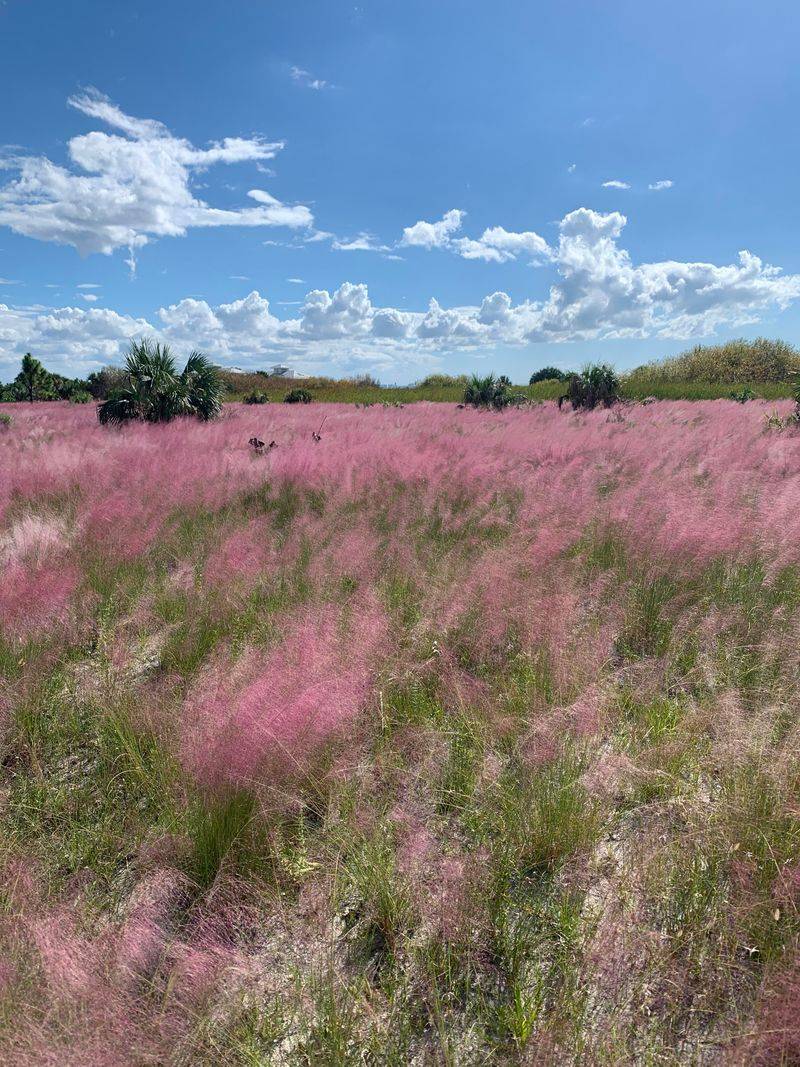 Native Grasses Keep Insects Moving Native Grasses Keep Insects Moving