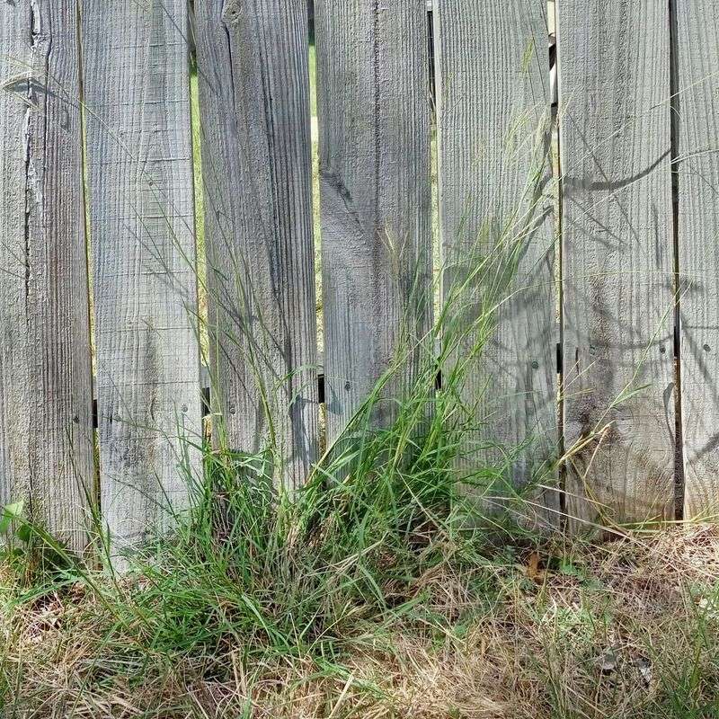Native Grasses Struggle To Compete Native Grasses Struggle To Compete