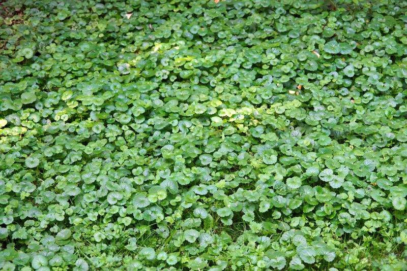 Native Groundcovers Offer A Lasting Replacement Strategy
