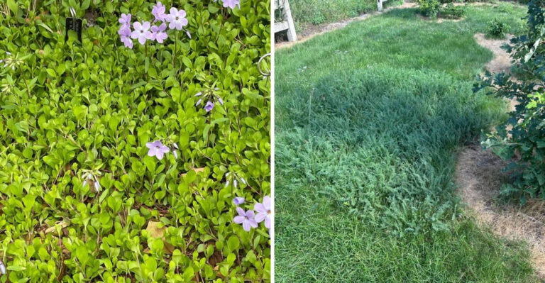 Native Groundcovers Vs Traditional Lawn In North Carolina Yards And Which Handles Summer Stress Better