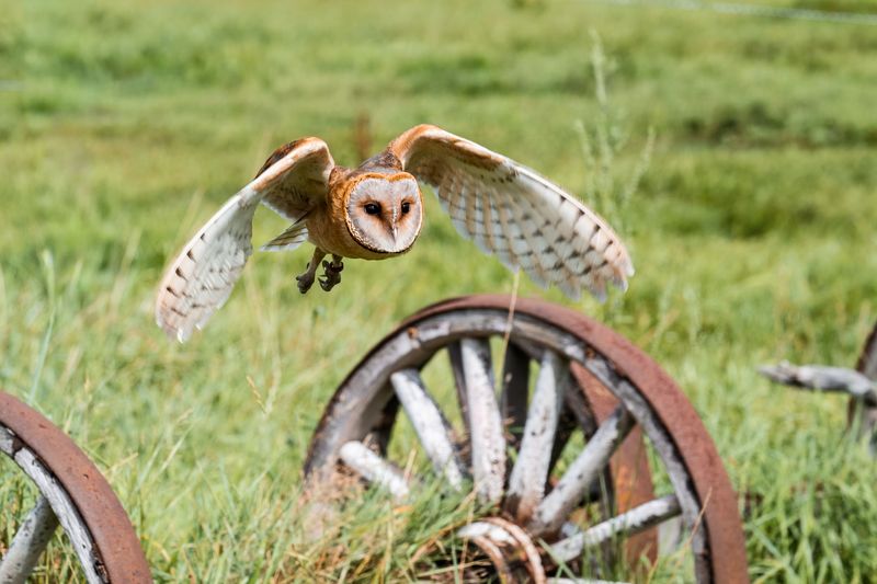Native Habitat Features Attract These Beneficial Predators