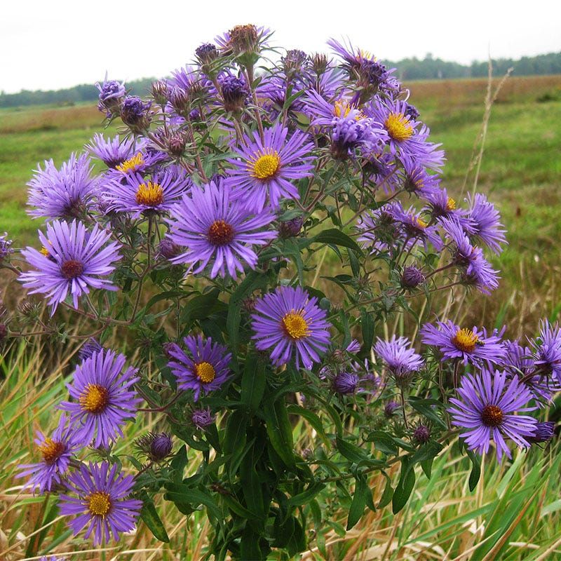 Native Habitats Explain Its Flexibility Native Habitats Explain Its Flexibility