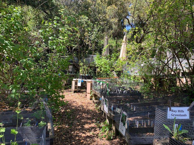 Native Here Nursery — Tilden Regional Park, Berkeley, CA Native Here Nursery — Tilden Regional Park, Berkeley, CA