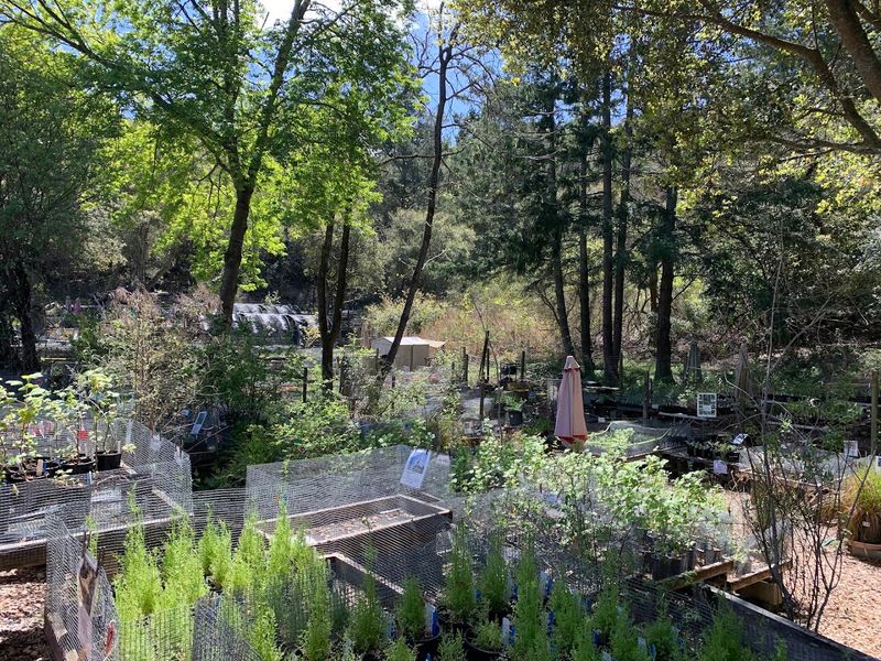 Native Here Specializes In California Native Plants Native Here Specializes In California Native Plants