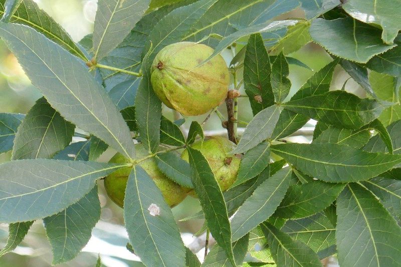 Native Hickories Supply Nuts And Insect Habitat Native Hickories Supply Nuts And Insect Habitat
