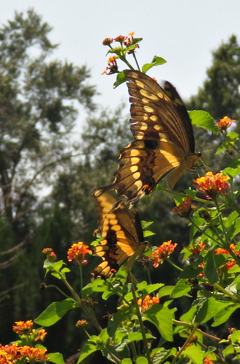 Native Host Plants Keep Them Coming Back