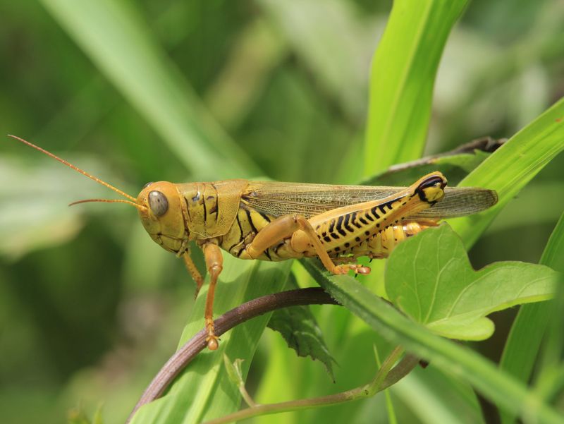 Native Insects May Be Supporting The Food Web Native Insects May Be Supporting The Food Web