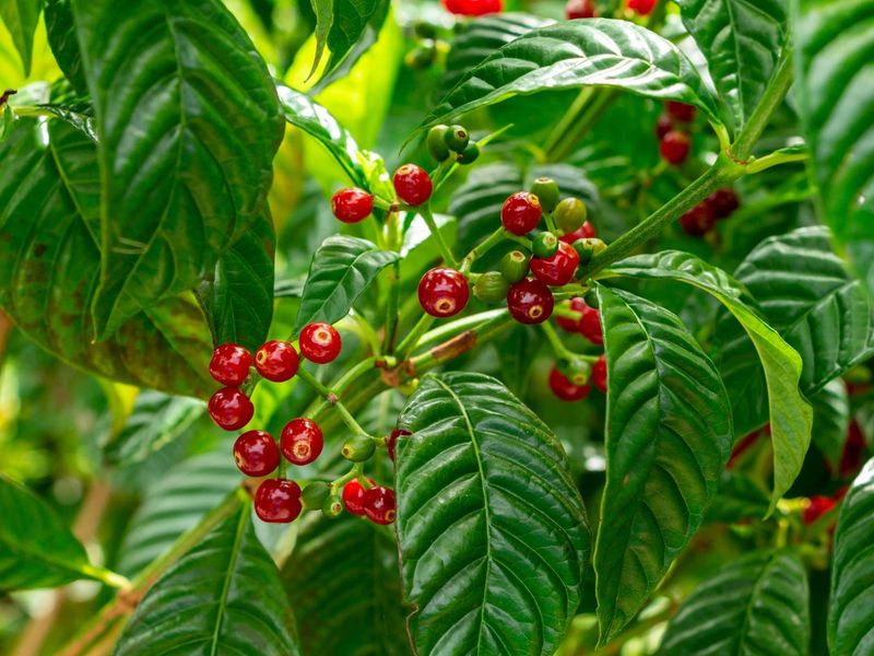 Native Leaves Look Lush Without Getting Massive