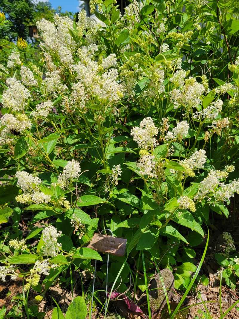 Native Leaves Support Local Insects