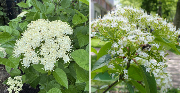 Native Michigan Plants To Grow Instead Of Nandina Along Fence Lines