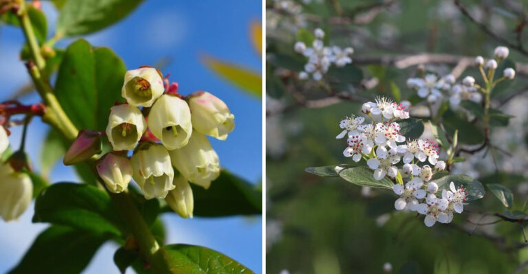 Native Michigan Shrubs That Outperform Hydrangeas In Full Shade Without Extra Water