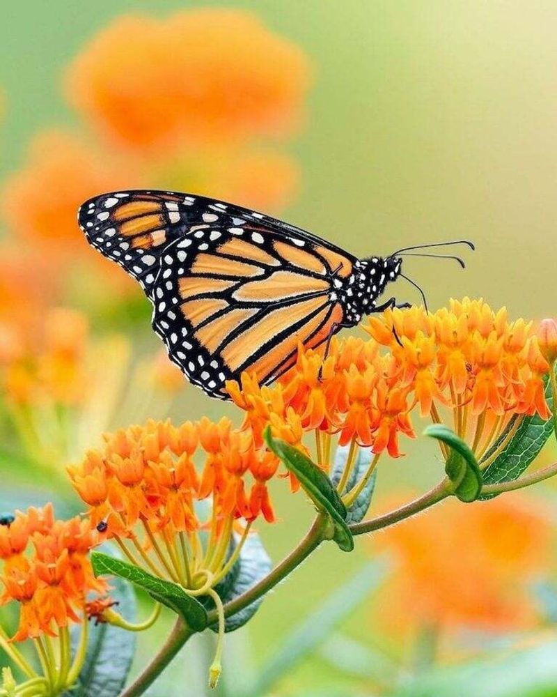 Native Milkweed Is The Better Choice