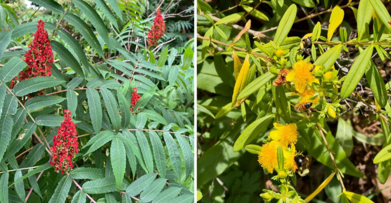 Native North Carolina Shrubs That Outperform Azaleas In Full Sun Without Extra Watering