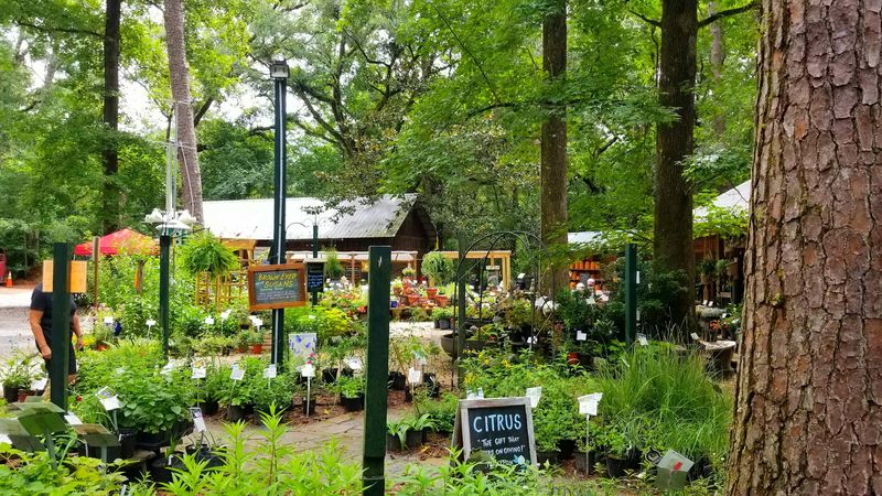 Native Nurseries Of Tallahassee Starts The Trip Native Nurseries Of Tallahassee Starts The Trip