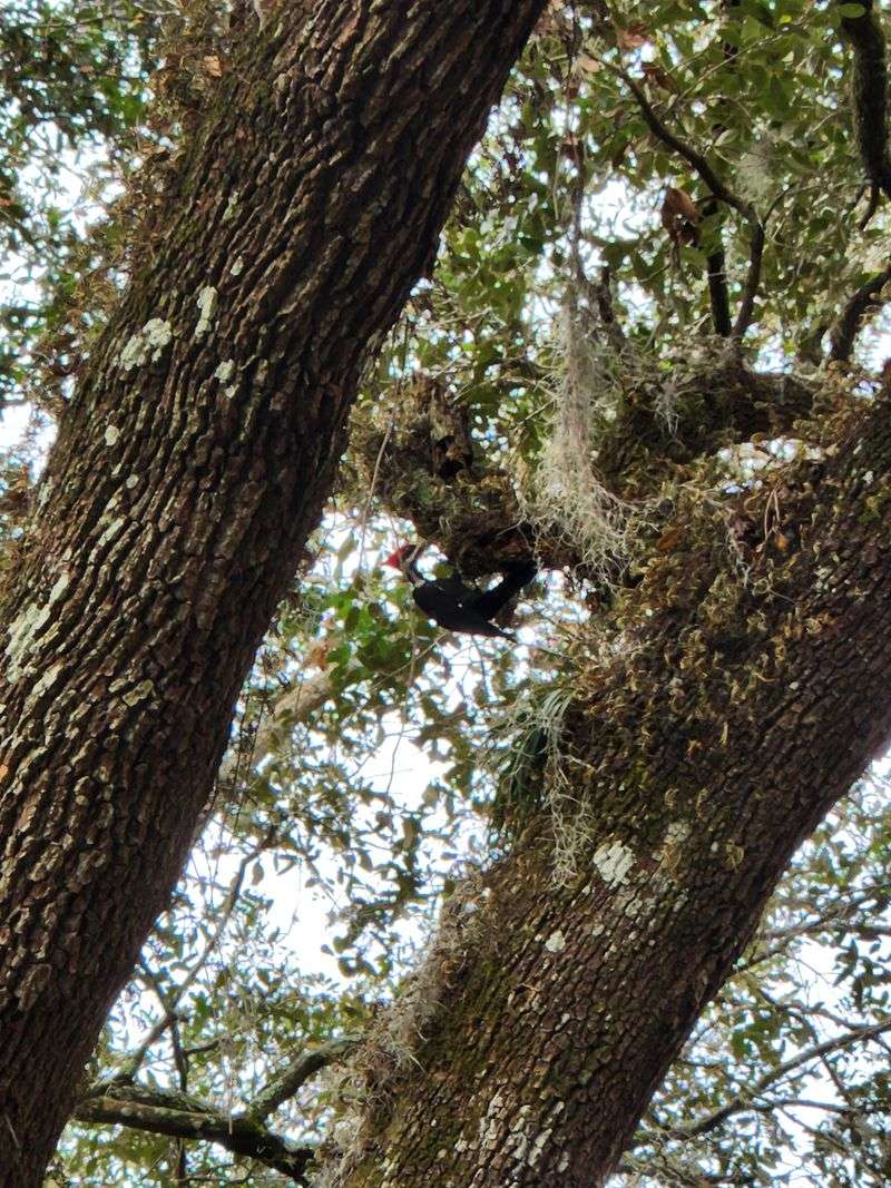 Native Oaks Offer Acorns And Insect-Rich Bark Native Oaks Offer Acorns And Insect-Rich Bark