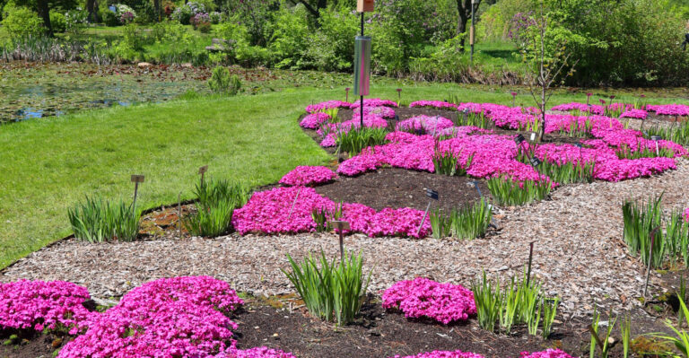 Phlox Subulata