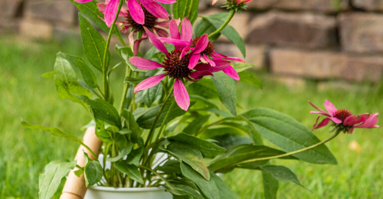 purple coneflower
