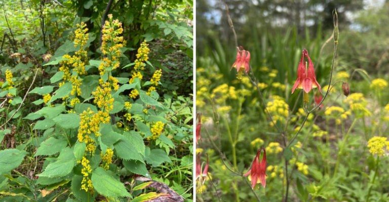 Native Ohio Plants For Shady Spots Under Evergreens