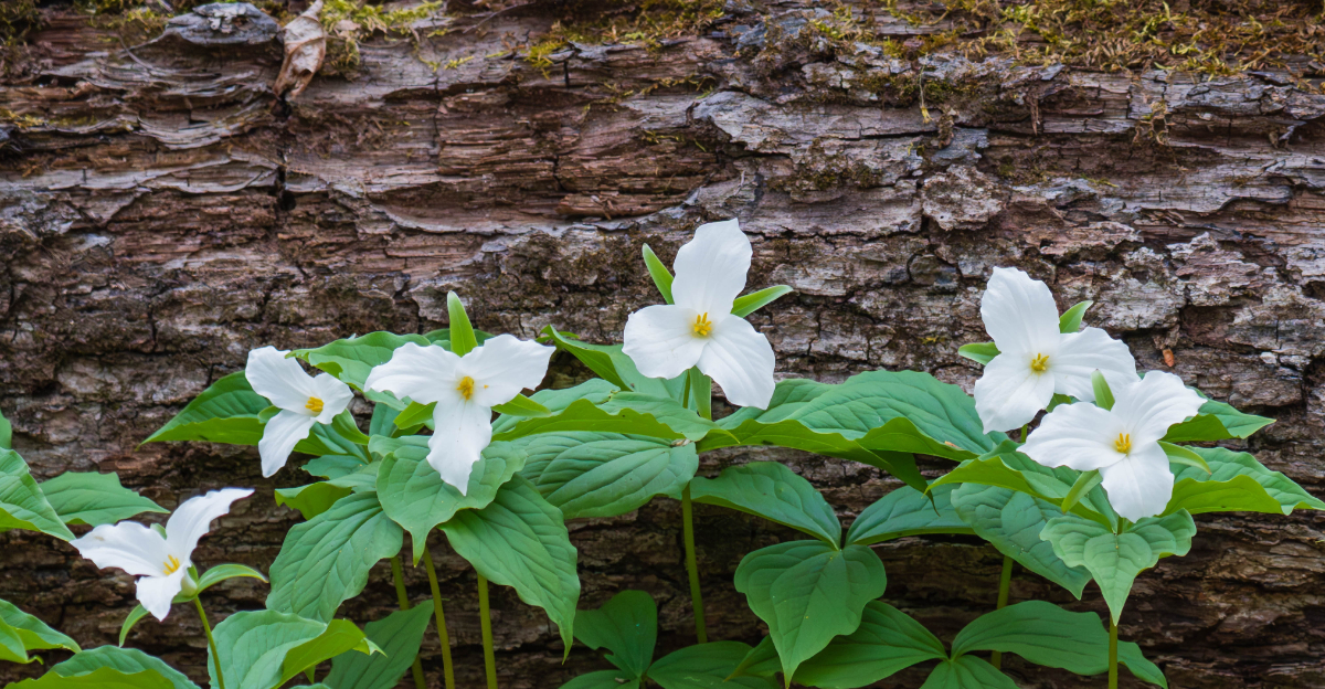 White Trilliums
