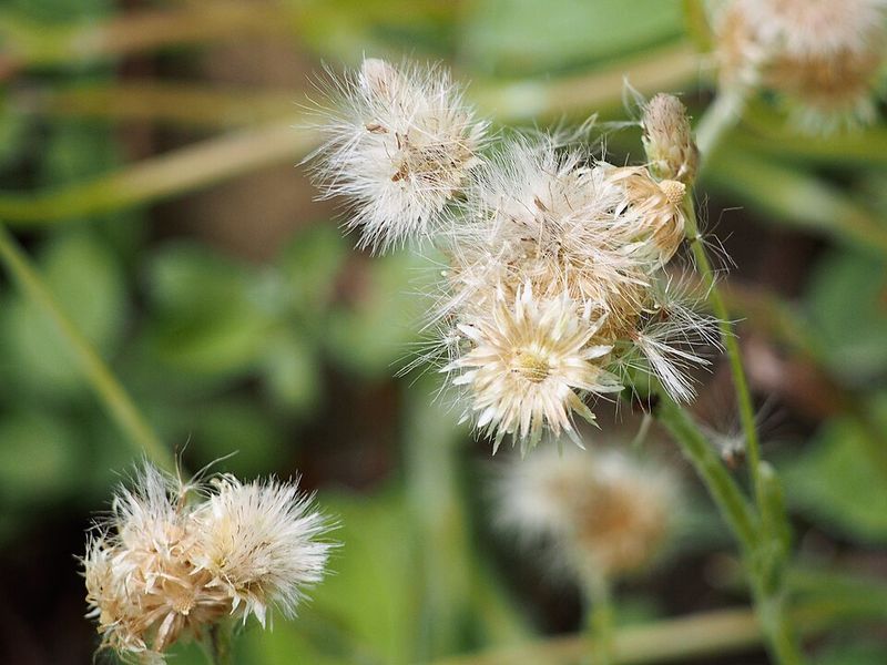 Native Ohio Plants That Grow Through Gravel Without Becoming Invasive Native Ohio Plants That Grow Through Gravel Without Becoming Invasive