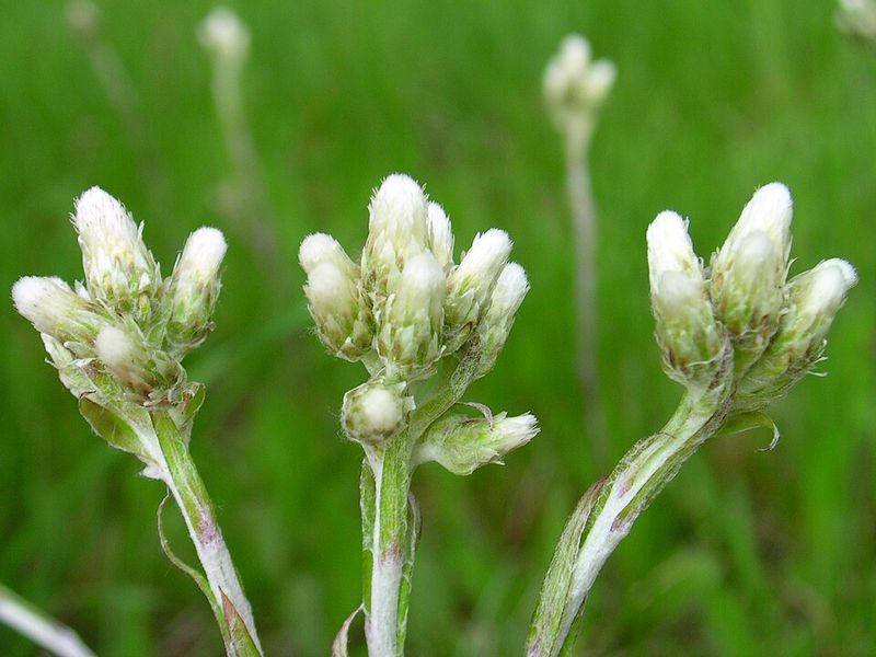 Native Ohio Plants That Grow Through Gravel Without Becoming Invasive Native Ohio Plants That Grow Through Gravel Without Becoming Invasive