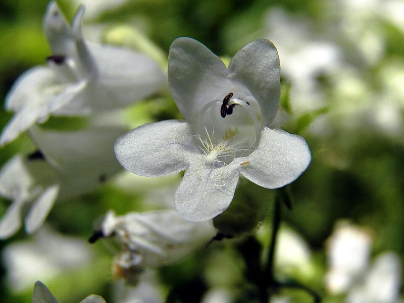 Native Ohio Plants That Grow Through Gravel Without Becoming Invasive Native Ohio Plants That Grow Through Gravel Without Becoming Invasive