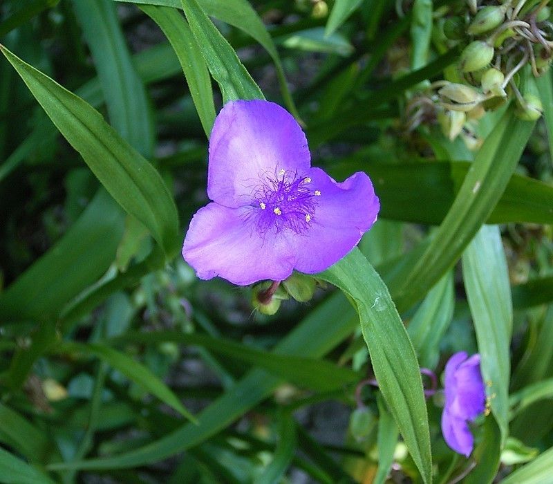 Native Ohio Plants That Grow Through Gravel Without Becoming Invasive Native Ohio Plants That Grow Through Gravel Without Becoming Invasive