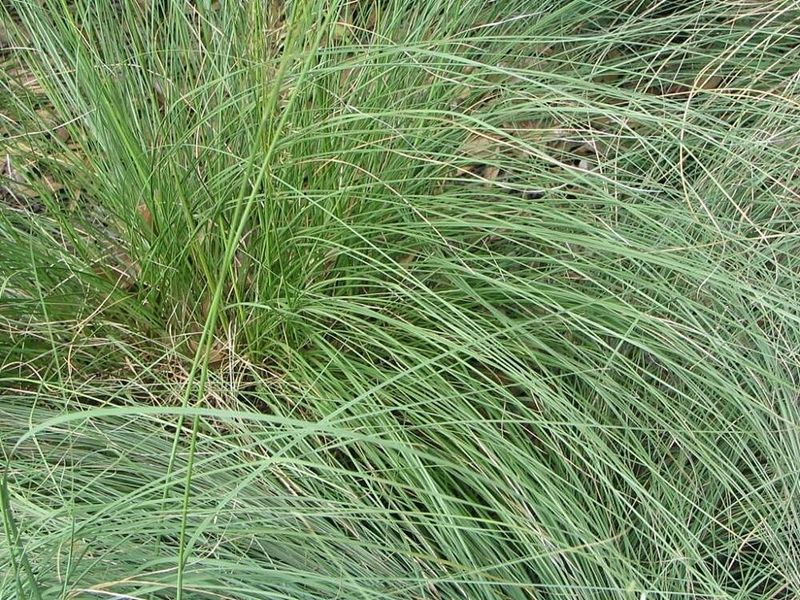 Native Ohio Plants That Grow Through Gravel Without Becoming Invasive Native Ohio Plants That Grow Through Gravel Without Becoming Invasive
