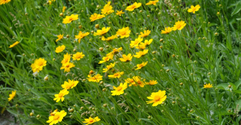 Native Ohio Plants That Grow Through Gravel Without Becoming Invasive