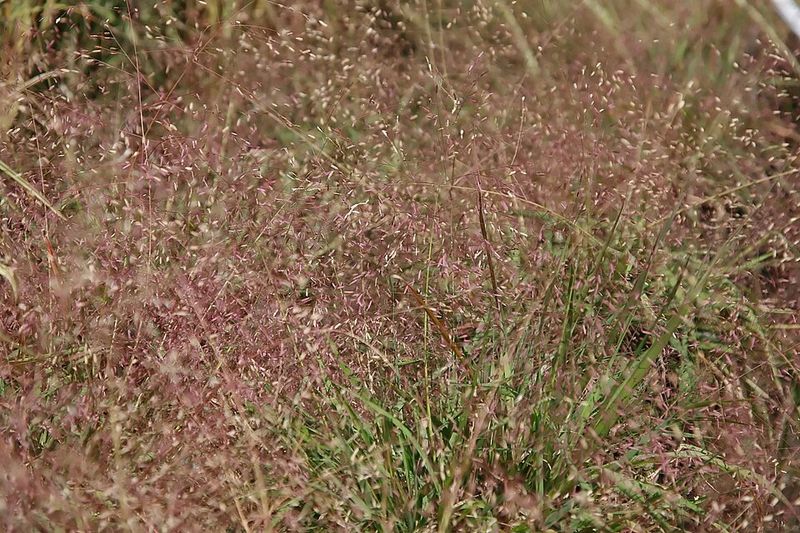 Native Ohio Plants That Grow Through Gravel Without Becoming Invasive Native Ohio Plants That Grow Through Gravel Without Becoming Invasive