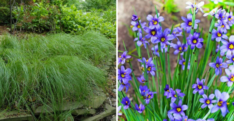 Native Ohio Plants To Grow Instead Of Creeping Phlox Along Stone Walls