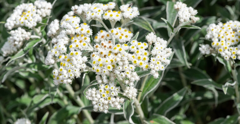 pearly everlasting