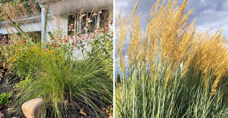 Native Ohio Plants To Grow Instead Of Ornamental Grasses In Full Sun
