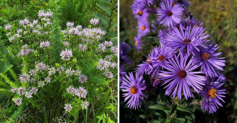 Native Ohio Plants To Grow Instead Of Russian Sage Along Sunny Borders