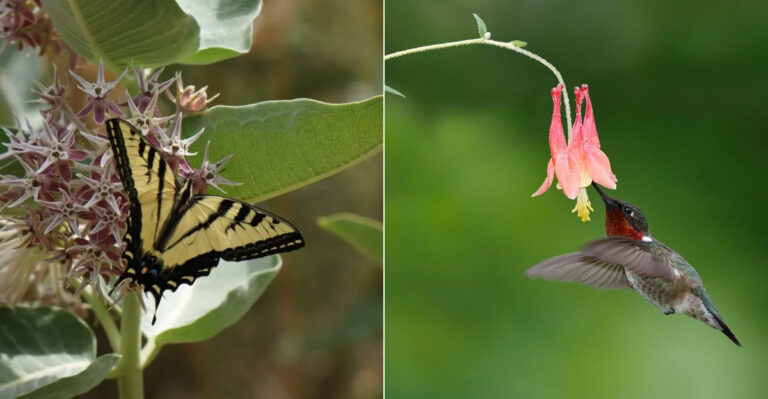 Native Oregon Flowers That Keep Pollinators Fed Through August Heat