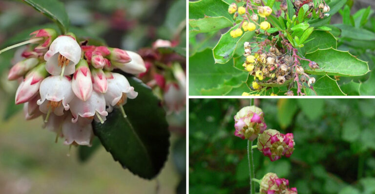 Native Oregon Plants That Make Dry Shade Look Intentional By Late Summer