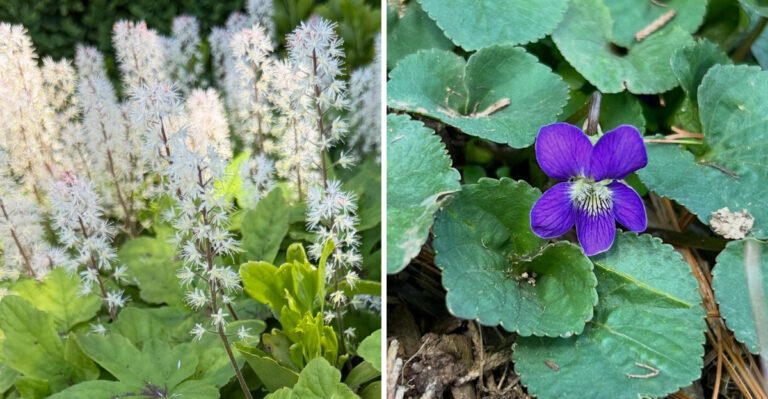 Native Pennsylvania Ground Covers That Feed Your Soil While Smothering Weeds