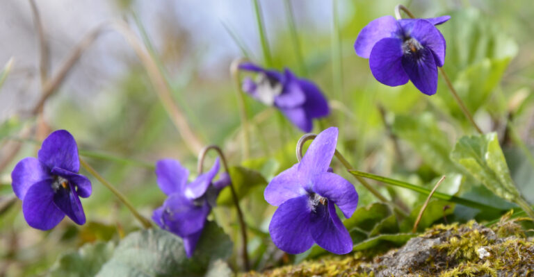 Native Pennsylvania Plants That Enrich Poor Soil While Blocking Weeds
