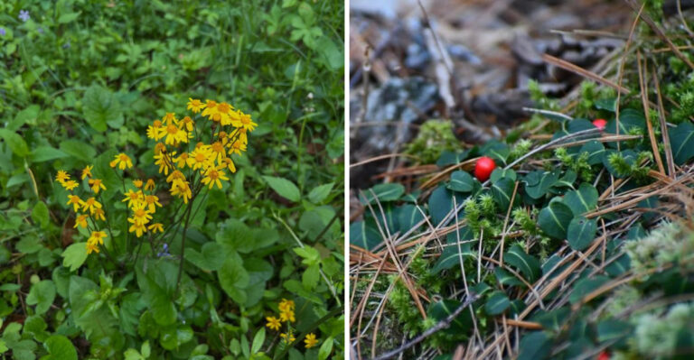 Native Perennials That Actually Grow Well Under Georgia Shade Trees