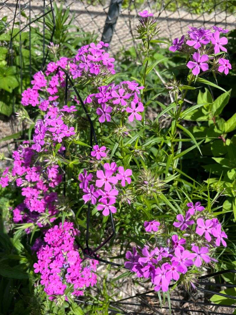 Native Phlox Keeps The Buffet Going Native Phlox Keeps The Buffet Going