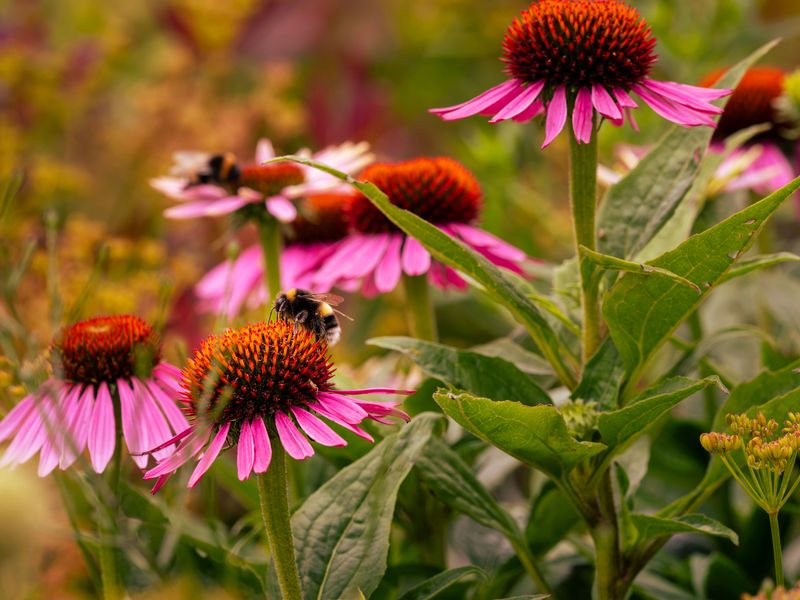 Native Plantings Gave Bees More Forage