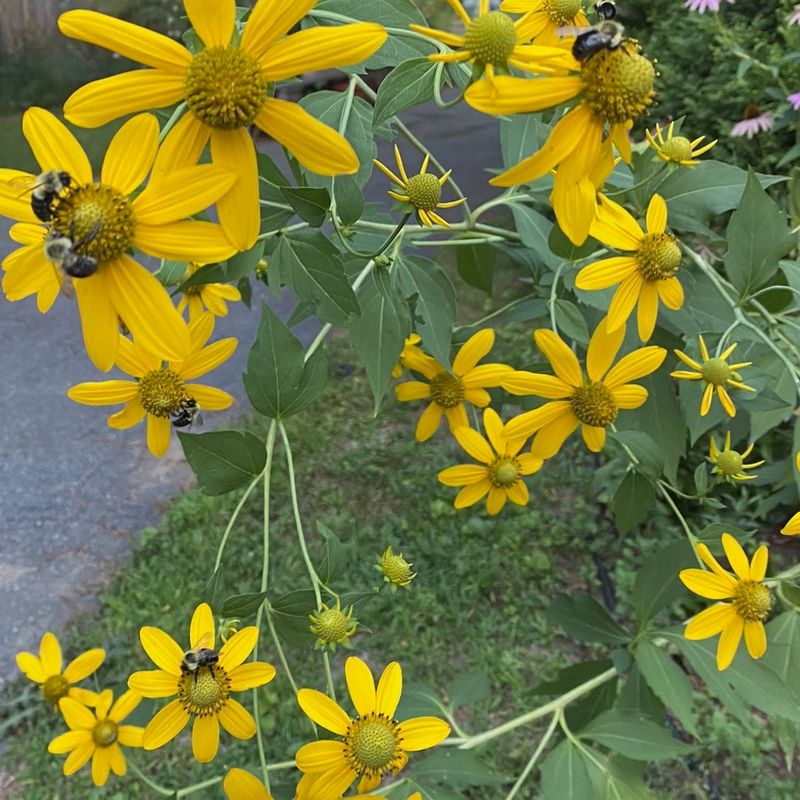 Native Plants Are Not Automatically Exempt Native Plants Are Not Automatically Exempt