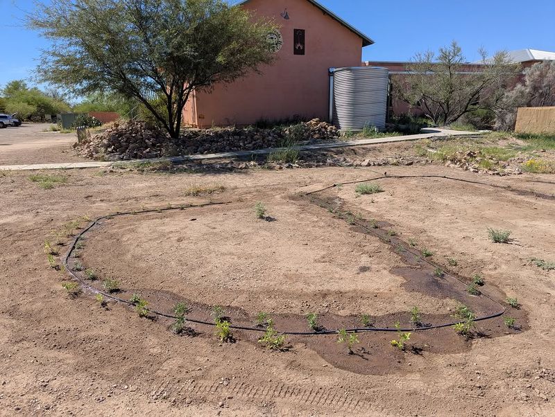 Native Plants Benefit From Stored Soil Moisture