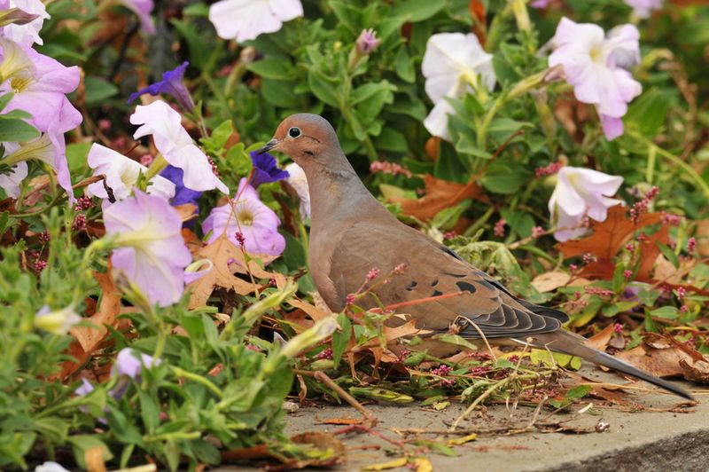 Native Plants Can Make Dove Visits More Likely