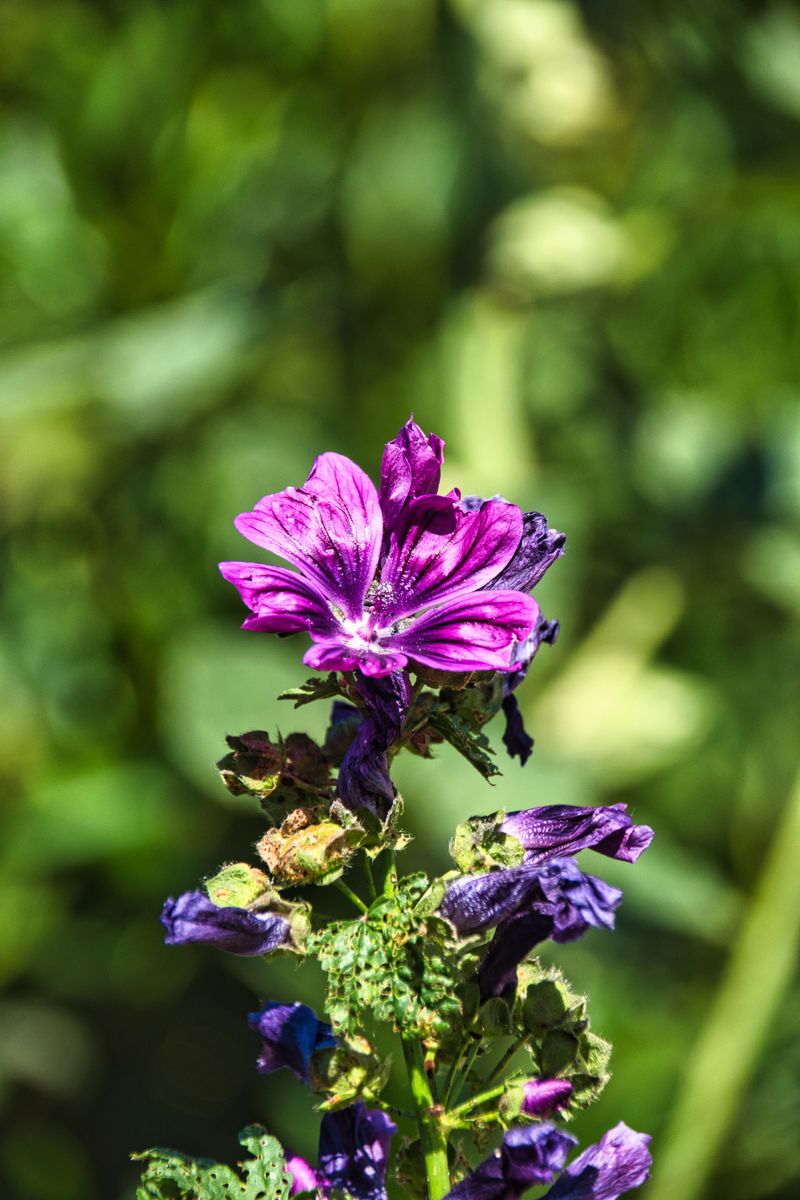 Native Plants Evolved Around This Exact Rhythm