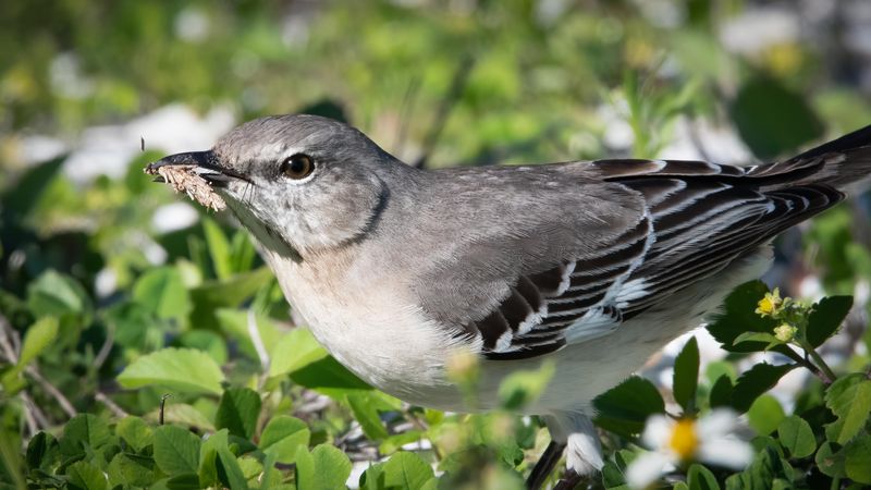 Native Plants Feed More Than One Meal