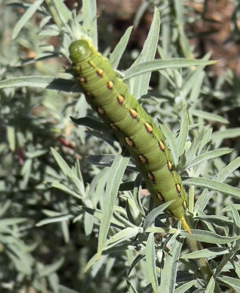 Native Plants Feed Moth Caterpillars Native Plants Feed Moth Caterpillars